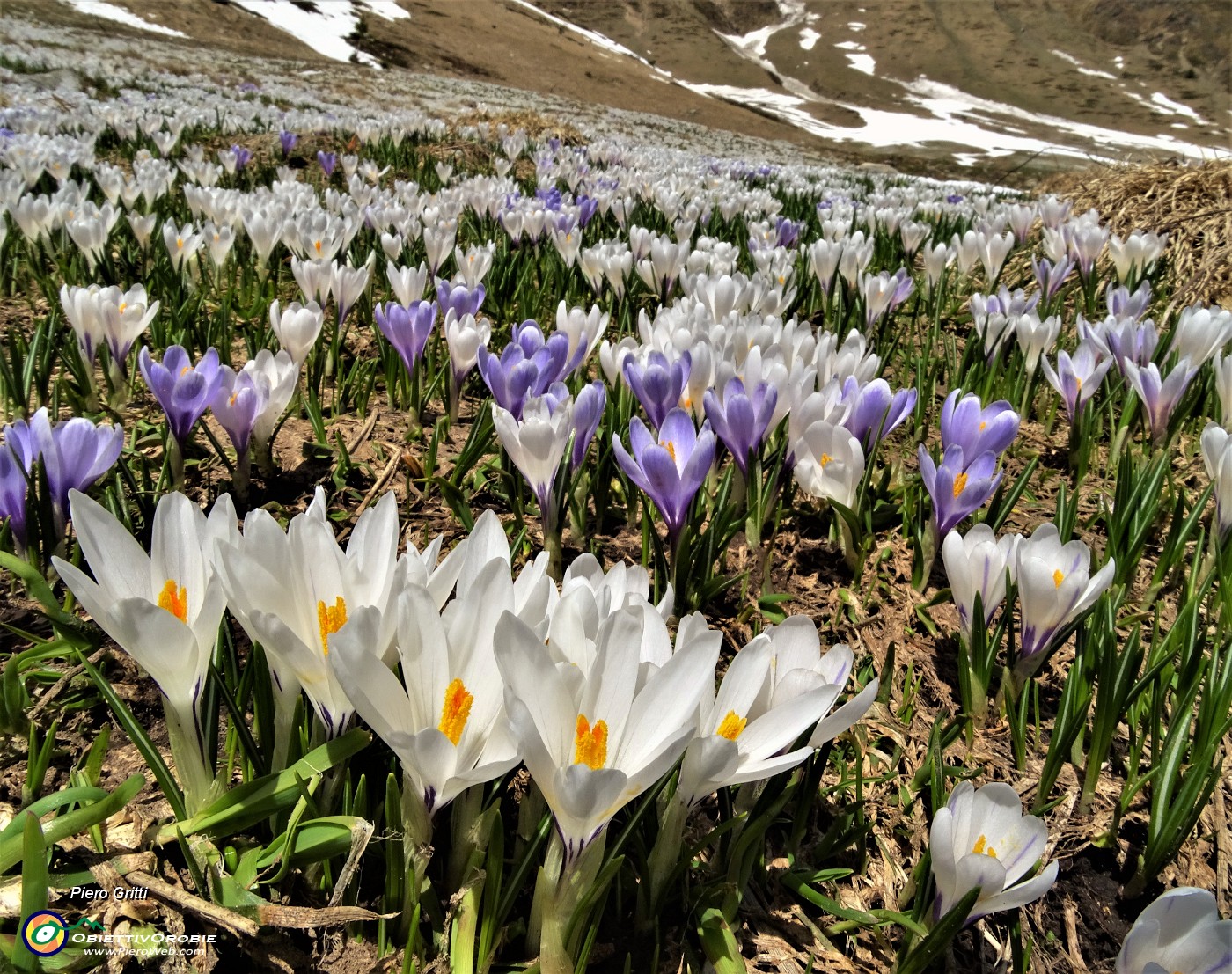 37 Sceso dal Passo San Simone sono sui pascoli fioriti di Crocus vernus oltre la Casera dei Sessi.JPG